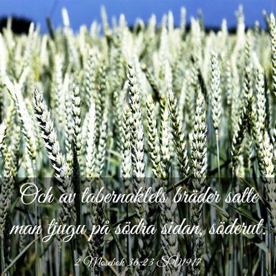 Picture 03 - 2 Mosebok 36:23 SV1917 - Och av tabernaklets bräder satte man tjugu på - Bible Verse Picture
