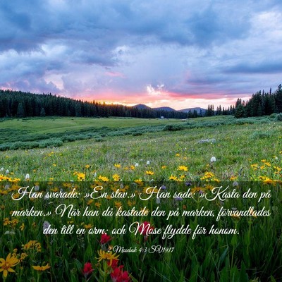 Picture 03 - 2 Mosebok 4:3 SV1917 - Han svarade: »En stav.» Han sade: »Kasta den - Bible Verse Picture