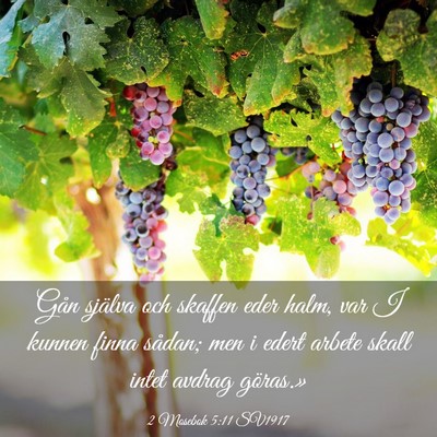 Picture 03 - 2 Mosebok 5:11 SV1917 - Gån själva och skaffen eder halm, var I kunnen - Bible Verse Picture