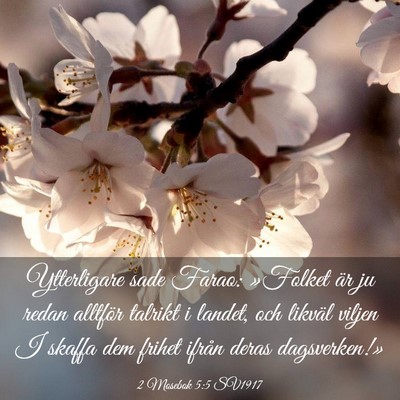 Picture 03 - 2 Mosebok 5:5 SV1917 - Ytterligare sade Farao: »Folket är ju redan - Bible Verse Picture