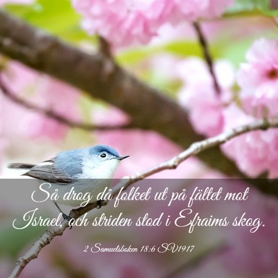 Picture 03 - 2 Samuelsboken 18:6 SV1917 - Så drog då folket ut på fältet mot Israel, - Bible Verse Picture
