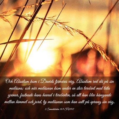Picture 03 - 2 Samuelsboken 18:9 SV1917 - Och Absalom kom i Davids tjänares väg. Absalom - Bible Verse Picture