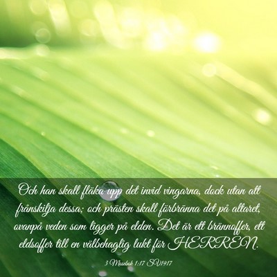 Picture 03 - 3 Mosebok 1:17 SV1917 - Och han skall fläka upp det invid vingarna, dock - Bible Verse Picture