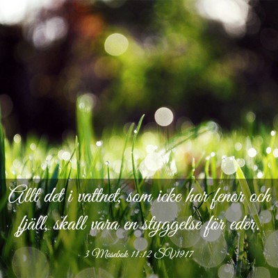 Picture 03 - 3 Mosebok 11:12 SV1917 - Allt det i vattnet, som icke har fenor och - Bible Verse Picture