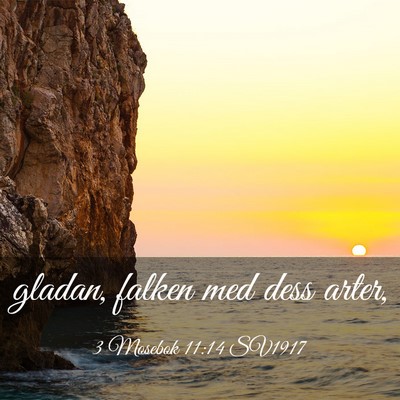 Picture 03 - 3 Mosebok 11:14 SV1917 - gladan, falken med dess - Bible Verse Picture