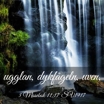 Picture 03 - 3 Mosebok 11:17 SV1917 - ugglan, dykfågeln, - Bible Verse Picture