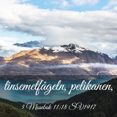 Picture 03 - 3 Mosebok 11:18 SV1917 - tinsemetfågeln, - Bible Verse Picture