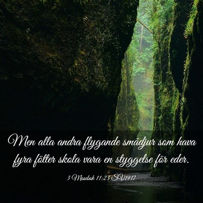 Picture 03 - 3 Mosebok 11:23 SV1917 - Men alla andra flygande smådjur som hava fyra - Bible Verse Picture