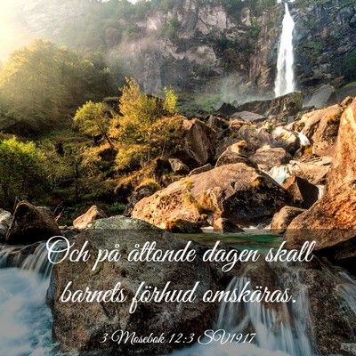 Picture 03 - 3 Mosebok 12:3 SV1917 - Och på åttonde dagen skall barnets förhud - Bible Verse Picture