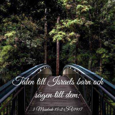 Picture 03 - 3 Mosebok 15:2 SV1917 - Talen till Israels barn och sägen till - Bible Verse Picture