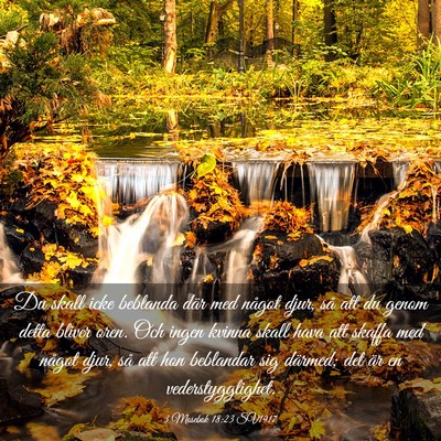 Picture 03 - 3 Mosebok 18:23 SV1917 - Du skall icke beblanda där med något djur, så - Bible Verse Picture