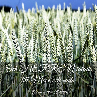 Picture 03 - 3 Mosebok 19:1 SV1917 - Och HERREN talade till Mose och - Bible Verse Picture