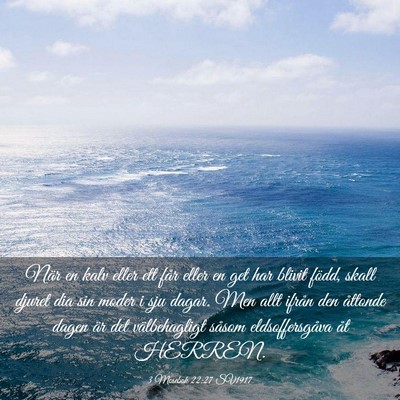 Picture 03 - 3 Mosebok 22:27 SV1917 - När en kalv eller ett får eller en get har - Bible Verse Picture