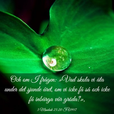 Picture 03 - 3 Mosebok 25:20 SV1917 - Och om I frågen: »Vad skola vi äta under det - Bible Verse Picture