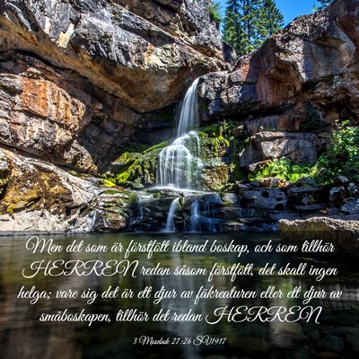 Picture 03 - 3 Mosebok 27:26 SV1917 - Men det som är förstfött ibland boskap, och - Bible Verse Picture