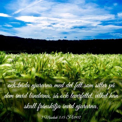Picture 03 - 3 Mosebok 3:15 SV1917 - och båda njurarna med det fett som sitter på - Bible Verse Picture