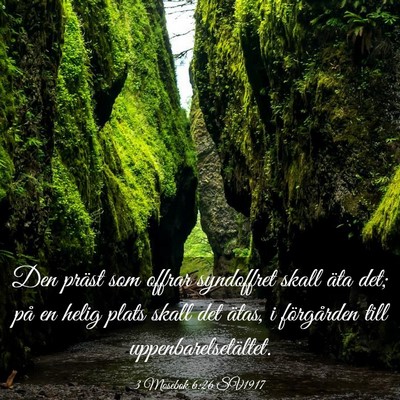 Picture 03 - 3 Mosebok 6:26 SV1917 - Den präst som offrar syndoffret skall äta det; - Bible Verse Picture