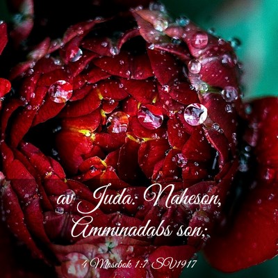 Picture 03 - 4 Mosebok 1:7 SV1917 - av Juda: Naheson, Amminadabs - Bible Verse Picture