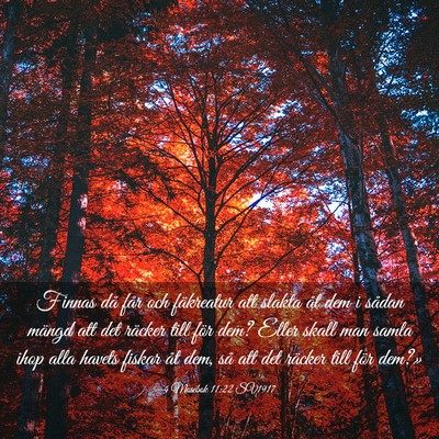 Picture 03 - 4 Mosebok 11:22 SV1917 - Finnas då får och fäkreatur att slakta åt dem - Bible Verse Picture