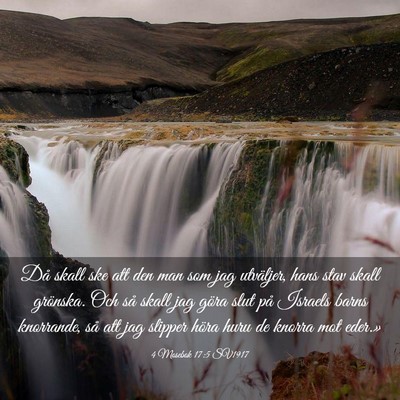 Picture 03 - 4 Mosebok 17:5 SV1917 - Då skall ske att den man som jag utväljer, hans - Bible Verse Picture