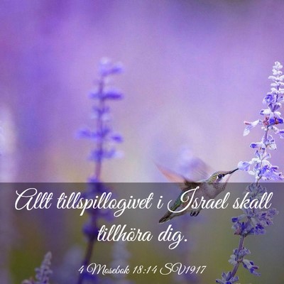 Picture 03 - 4 Mosebok 18:14 SV1917 - Allt tillspillogivet i Israel skall tillhöra - Bible Verse Picture