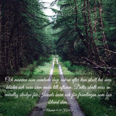Picture 03 - 4 Mosebok 19:10 SV1917 - Och mannen som samlade ihop askan efter kon skall - Bible Verse Picture