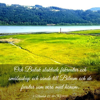 Picture 03 - 4 Mosebok 22:40 SV1917 - Och Balak slaktade fäkreatur och småboskap och - Bible Verse Picture