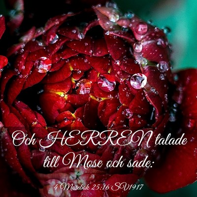 Picture 03 - 4 Mosebok 25:16 SV1917 - Och HERREN talade till Mose och - Bible Verse Picture
