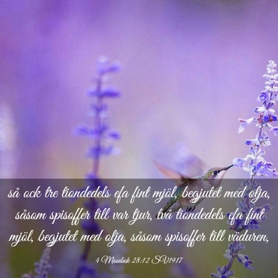 Picture 03 - 4 Mosebok 28:12 SV1917 - så ock tre tiondedels efa fint mjöl, begjutet - Bible Verse Picture