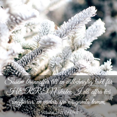 Picture 03 - 4 Mosebok 28:27 SV1917 - Såsom brännoffer till en välbehaglig lukt för - Bible Verse Picture