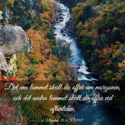 Picture 03 - 4 Mosebok 28:4 SV1917 - Det ena lammet skall du offra om morgonen, och - Bible Verse Picture