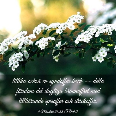 Picture 03 - 4 Mosebok 29:22 SV1917 - tillika också en syndoffersbock -- detta - Bible Verse Picture