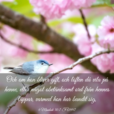 Picture 03 - 4 Mosebok 30:7 SV1917 - Och om hon bliver gift, och löften då vila på - Bible Verse Picture