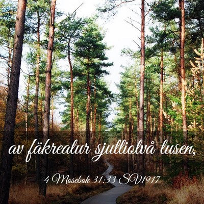 Picture 03 - 4 Mosebok 31:33 SV1917 - av fäkreatur sjuttiotvå - Bible Verse Picture