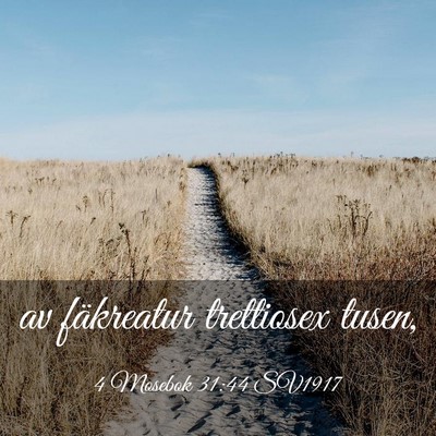Picture 03 - 4 Mosebok 31:44 SV1917 - av fäkreatur trettiosex - Bible Verse Picture