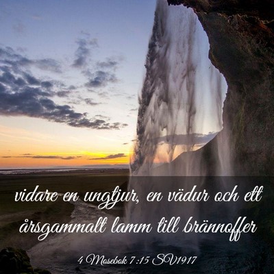 Picture 03 - 4 Mosebok 7:15 SV1917 - vidare en ungtjur, en vädur och ett årsgammalt - Bible Verse Picture
