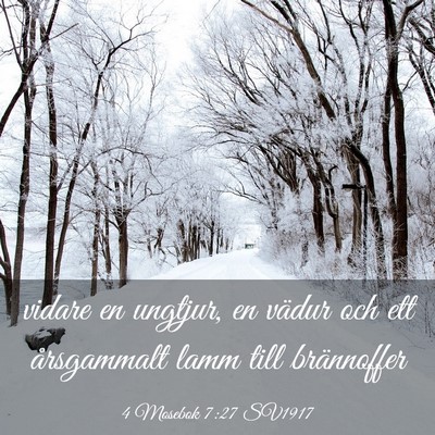 Picture 03 - 4 Mosebok 7:27 SV1917 - vidare en ungtjur, en vädur och ett årsgammalt - Bible Verse Picture