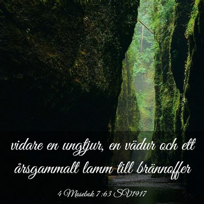 Picture 03 - 4 Mosebok 7:63 SV1917 - vidare en ungtjur, en vädur och ett årsgammalt - Bible Verse Picture
