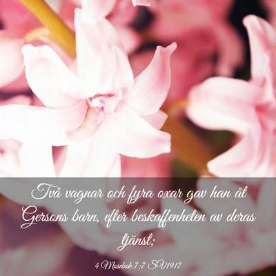 Picture 03 - 4 Mosebok 7:7 SV1917 - Två vagnar och fyra oxar gav han åt Gersons - Bible Verse Picture