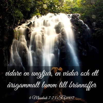 Picture 03 - 4 Mosebok 7:75 SV1917 - vidare en ungtjur, en vädur och ett årsgammalt - Bible Verse Picture