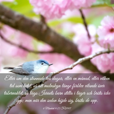 Picture 03 - 4 Mosebok 9:22 SV1917 - Eller om den stannade två dagar, eller en - Bible Verse Picture
