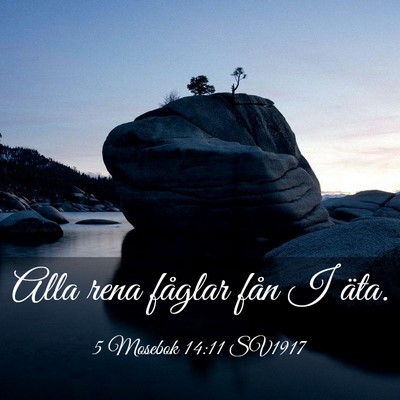 Picture 03 - 5 Mosebok 14:11 SV1917 - Alla rena fåglar fån I - Bible Verse Picture