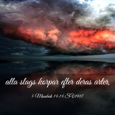 Picture 03 - 5 Mosebok 14:14 SV1917 - alla slags korpar efter deras - Bible Verse Picture