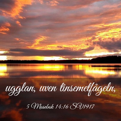 Picture 03 - 5 Mosebok 14:16 SV1917 - ugglan, uven - Bible Verse Picture