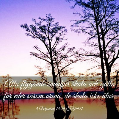 Picture 03 - 5 Mosebok 14:19 SV1917 - Alla flygande smådjur skola ock gälla för eder - Bible Verse Picture