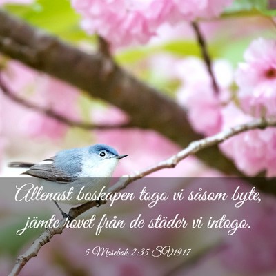 Picture 03 - 5 Mosebok 2:35 SV1917 - Allenast boskapen togo vi såsom byte, jämte - Bible Verse Picture