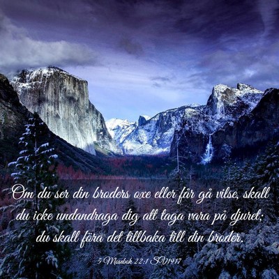 Picture 03 - 5 Mosebok 22:1 SV1917 - Om du ser din broders oxe eller får gå vilse, - Bible Verse Picture