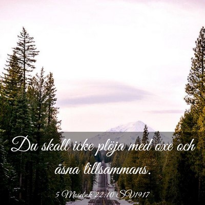 Picture 03 - 5 Mosebok 22:10 SV1917 - Du skall icke plöja med oxe och åsna - Bible Verse Picture