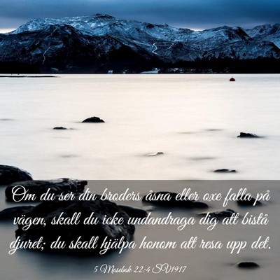 Picture 03 - 5 Mosebok 22:4 SV1917 - Om du ser din broders åsna eller oxe falla på - Bible Verse Picture
