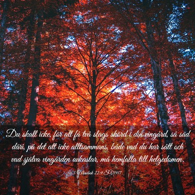 Picture 03 - 5 Mosebok 22:9 SV1917 - Du skall icke, för att få två slags skörd i - Bible Verse Picture